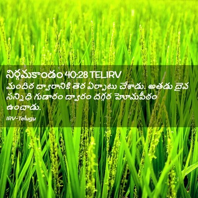 Picture 02 - నిర్గమకాండం 40:28 TELIRV - మందిర ద్వారానికి - Bible Verse Picture