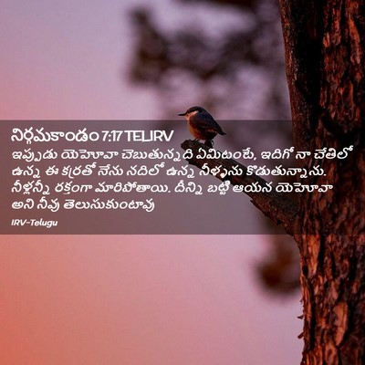 Picture 02 - నిర్గమకాండం 7:17 TELIRV - ఇప్పుడు యెహోవా - Bible Verse Picture