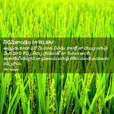 Picture 02 - నిర్గమకాండం 7:4 TELIRV - అప్పుడు కూడా ఫరో - Bible Verse Picture