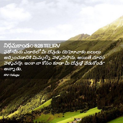 Picture 02 - నిర్గమకాండం 8:28 TELIRV - ఫరో “మీరు ఎడారిలో - Bible Verse Picture