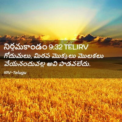 Picture 02 - నిర్గమకాండం 9:32 TELIRV - గోదుమలు, మిరప - Bible Verse Picture