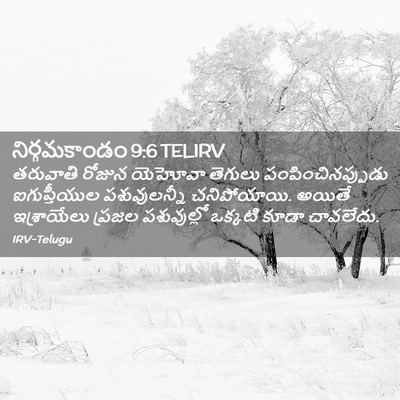 Picture 02 - నిర్గమకాండం 9:6 TELIRV - తరువాతి రోజున - Bible Verse Picture