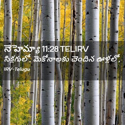 Picture 02 - నెహెమ్యా 11:28 TELIRV - సిక్లగులో, - Bible Verse Picture