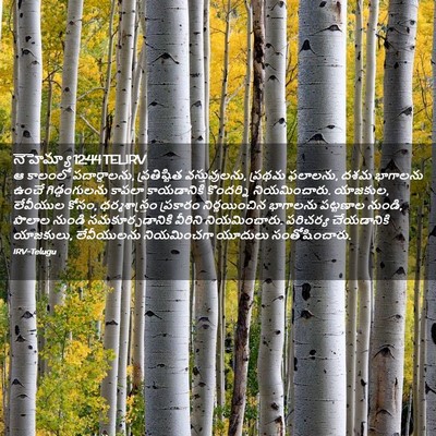 Picture 02 - నెహెమ్యా 12:44 TELIRV - ఆ కాలంలో - Bible Verse Picture