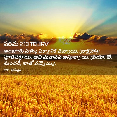 Picture 02 - పరమ 2:13 TELIRV - అంజూరు పళ్ళు - Bible Verse Picture