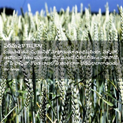 Picture 02 - పరమ 2:17 TELIRV - (యువతి తన - Bible Verse Picture