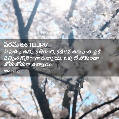 Picture 02 - పరమ 6:6 TELIRV - నీ పళ్ళు ఉన్ని - Bible Verse Picture
