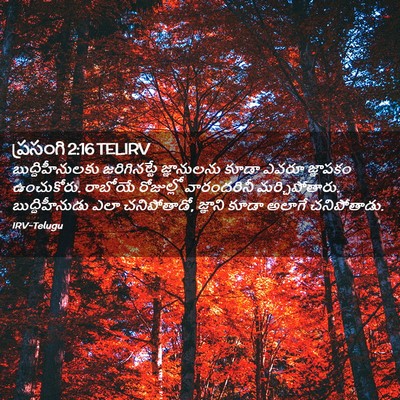 Picture 02 - ప్రసంగి 2:16 TELIRV - బుద్ధిహీనులకు - Bible Verse Picture