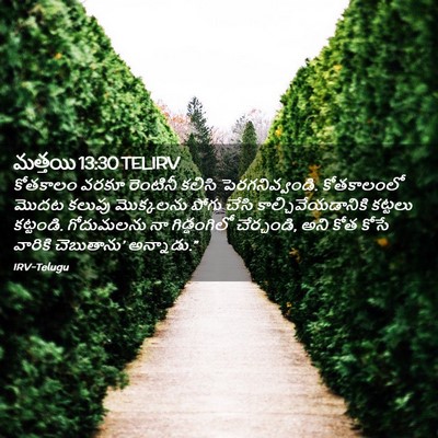 Picture 02 - మత్తయి 13:30 TELIRV - కోతకాలం వరకూ - Bible Verse Picture