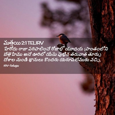 Picture 02 - మత్తయి 2:1 TELIRV - హేరోదు రాజు - Bible Verse Picture