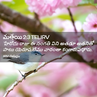 Picture 02 - మత్తయి 2:3 TELIRV - హేరోదు రాజు ఈ - Bible Verse Picture