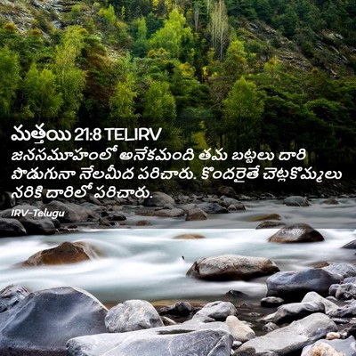 Picture 02 - మత్తయి 21:8 TELIRV - జనసమూహంలో - Bible Verse Picture