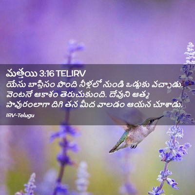 Picture 02 - మత్తయి 3:16 TELIRV - యేసు బాప్తిసం - Bible Verse Picture