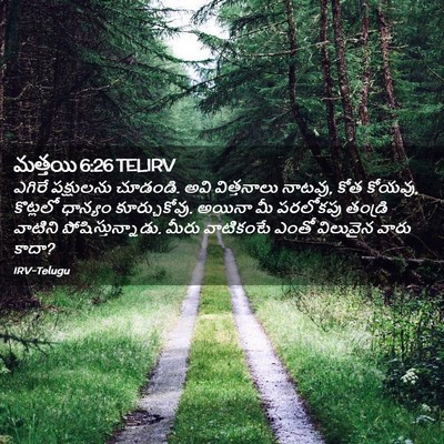 Picture 02 - మత్తయి 6:26 TELIRV - ఎగిరే పక్షులను - Bible Verse Picture