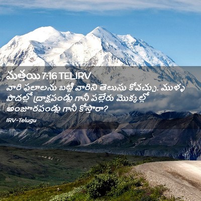 Picture 02 - మత్తయి 7:16 TELIRV - వారి ఫలాలను బట్టి - Bible Verse Picture
