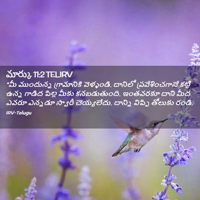 Picture 02 - మార్కు 11:2 TELIRV - “మీ ముందున్న - Bible Verse Picture