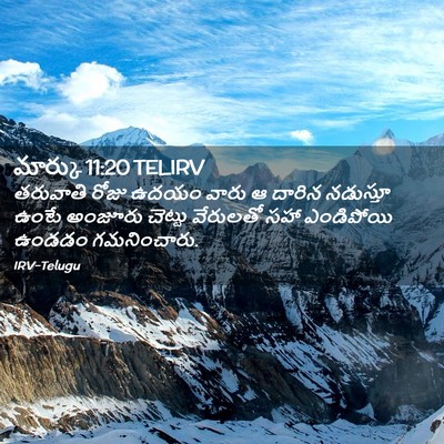 Picture 02 - మార్కు 11:20 TELIRV - తరువాతి రోజు ఉదయం - Bible Verse Picture