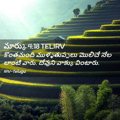 Picture 02 - మార్కు 4:18 TELIRV - కొంతమంది - Bible Verse Picture