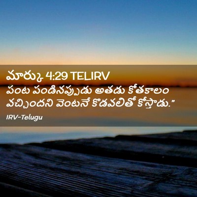Picture 02 - మార్కు 4:29 TELIRV - పంట పండినప్పుడు - Bible Verse Picture