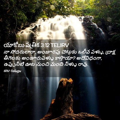 Picture 02 - యాకోబు పత్రిక 3:12 TELIRV - నా సోదరులారా, - Bible Verse Picture