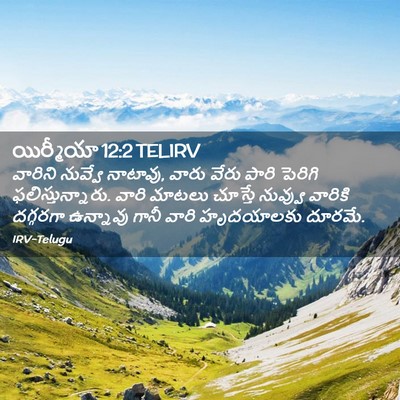 Picture 02 - యిర్మీయా 12:2 TELIRV - వారిని నువ్వే - Bible Verse Picture