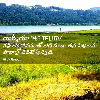 Picture 02 - యిర్మీయా 14:5 TELIRV - గడ్డి లేకపోవడంతో - Bible Verse Picture