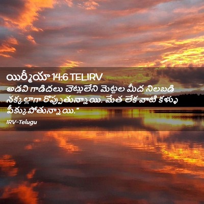 Picture 02 - యిర్మీయా 14:6 TELIRV - అడవి గాడిదలు - Bible Verse Picture
