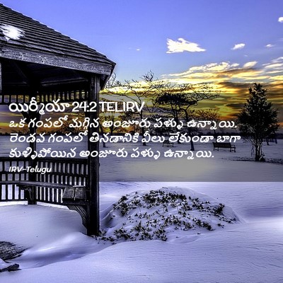 Picture 02 - యిర్మీయా 24:2 TELIRV - ఒక గంపలో మగ్గిన - Bible Verse Picture