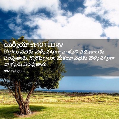 Picture 02 - యిర్మీయా 51:40 TELIRV - గొర్రెలు వధకు - Bible Verse Picture