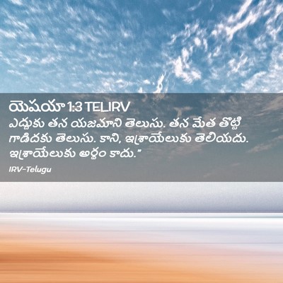 Picture 02 - యెషయా 1:3 TELIRV - ఎద్దుకు తన యజమాని - Bible Verse Picture