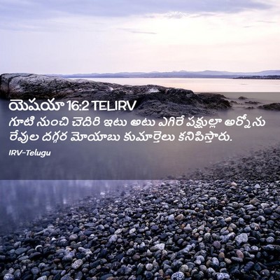 Picture 02 - యెషయా 16:2 TELIRV - గూటి నుంచి చెదిరి - Bible Verse Picture
