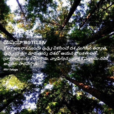 Picture 02 - యెషయా 18:5 TELIRV - కోతకాలం రాకముందు - Bible Verse Picture