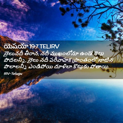 Picture 02 - యెషయా 19:7 TELIRV - నైలునదీ తీరాన, నదీ - Bible Verse Picture