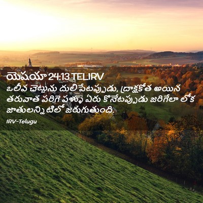 Picture 02 - యెషయా 24:13 TELIRV - ఒలీవ చెట్టును - Bible Verse Picture
