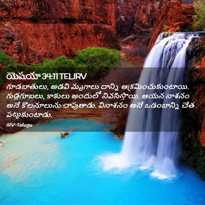 Picture 02 - యెషయా 34:11 TELIRV - గూడబాతులు, అడవి - Bible Verse Picture