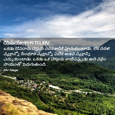 Picture 02 - యెషయా 44:14 TELIRV - ఒకడు దేవదారు - Bible Verse Picture