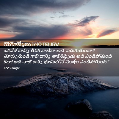 Picture 02 - యెహెజ్కేలు 17:10 TELIRV - ఒకవేళ దాన్ని - Bible Verse Picture