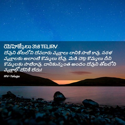 Picture 02 - యెహెజ్కేలు 31:8 TELIRV - దేవుని తోటలోని - Bible Verse Picture