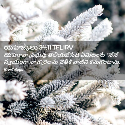 Picture 02 - యెహెజ్కేలు 34:11 TELIRV - యెహోవా ప్రభువు - Bible Verse Picture