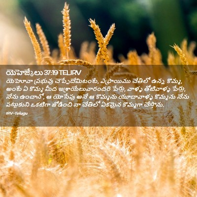 Picture 02 - యెహెజ్కేలు 37:19 TELIRV - యెహోవా ప్రభువు - Bible Verse Picture