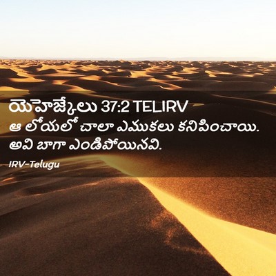 Picture 02 - యెహెజ్కేలు 37:2 TELIRV - ఆ లోయలో చాలా - Bible Verse Picture