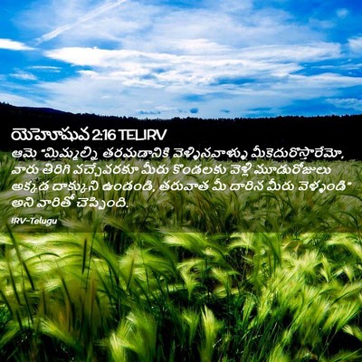 Picture 02 - యెహోషువ 2:16 TELIRV - ఆమె “మిమ్మల్ని - Bible Verse Picture