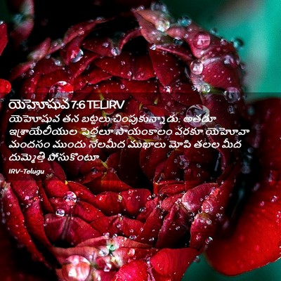 Picture 02 - యెహోషువ 7:6 TELIRV - యెహోషువ తన బట్టలు - Bible Verse Picture