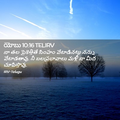 Picture 02 - యోబు 10:16 TELIRV - నా తల పైకెత్తితే - Bible Verse Picture