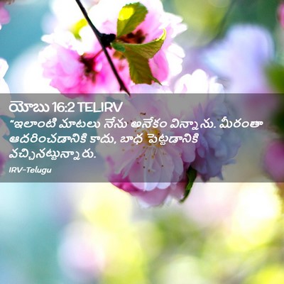 Picture 02 - యోబు 16:2 TELIRV - “ఇలాంటి మాటలు - Bible Verse Picture
