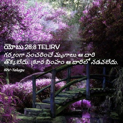 Picture 02 - యోబు 28:8 TELIRV - గర్వంగా సంచరించే - Bible Verse Picture