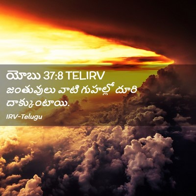 Picture 02 - యోబు 37:8 TELIRV - జంతువులు వాటి - Bible Verse Picture
