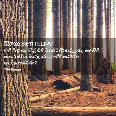 Picture 02 - యోబు 38:41 TELIRV - కాకి పిల్లలు - Bible Verse Picture