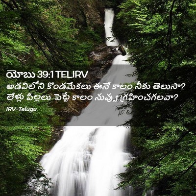Picture 02 - యోబు 39:1 TELIRV - అడవిలోని - Bible Verse Picture