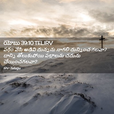 Picture 02 - యోబు 39:10 TELIRV - పగ్గం వేసి అడివి - Bible Verse Picture